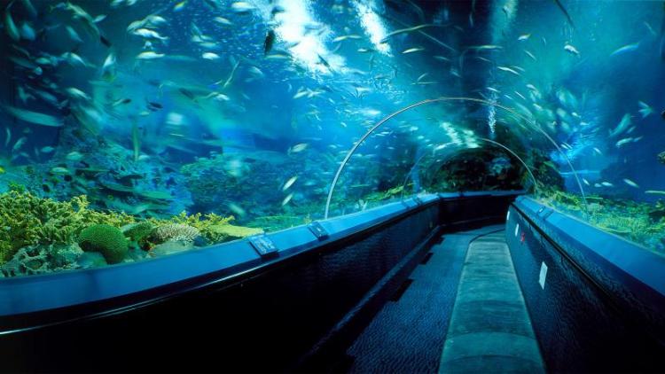 Shanghai Ocean Aquarium, Шанхай