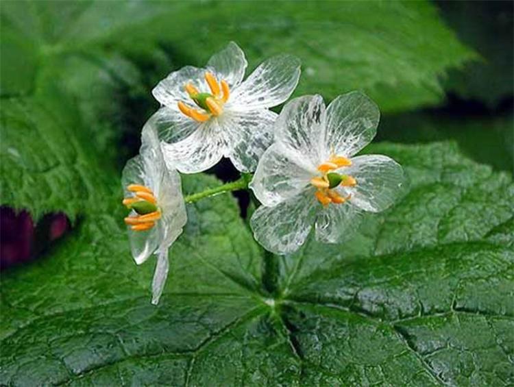 Самые редкие, необычные и удивительные цветы 