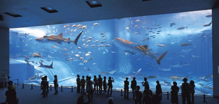 Okinawa Churaumi Aquarium, Мотобу, Япония