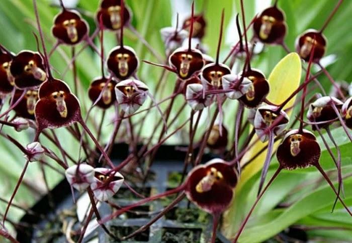 15 чудо-орхидей, которые притворяются кем-то другим