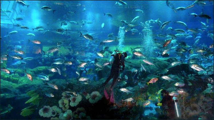Dubai Mall Aquarium, Дубай, ОАЭ