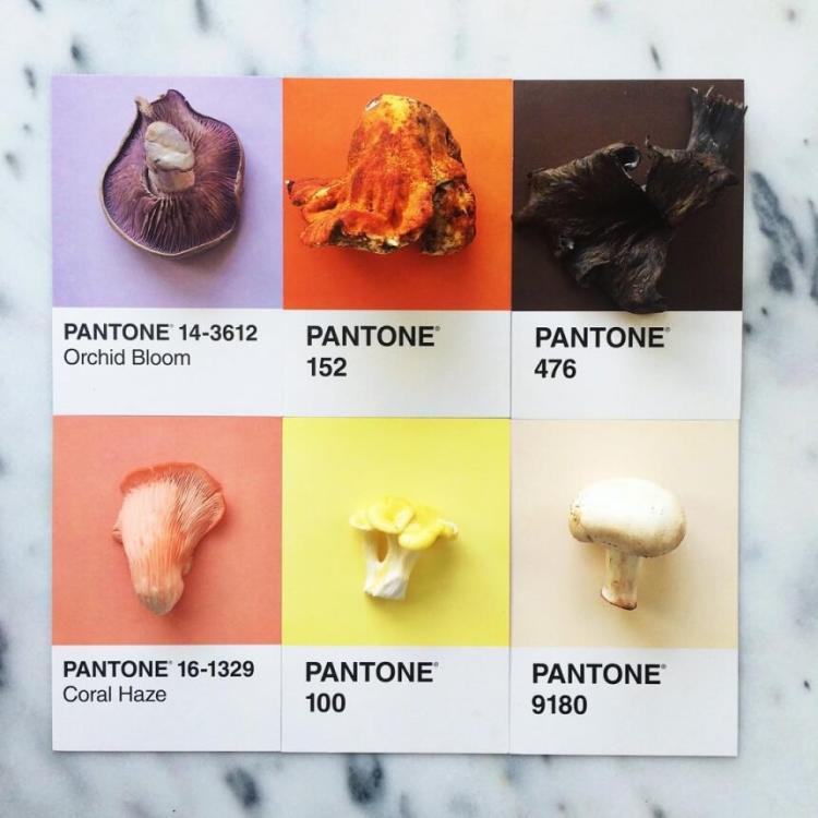 Идеальные сходства продуктов питания и цветов Pantone, обнаруженные Люсией Литман