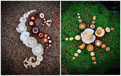 Картини з грибів від Саар Алхопуро
