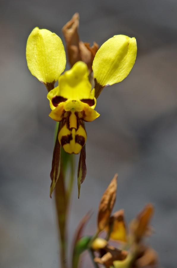 15 чудо-орхидей, которые притворяются кем-то другим