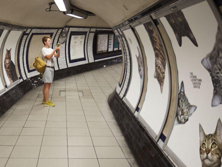Мур-Мяу! Коты украсили лондонское метро