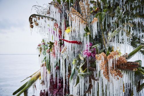 Крижані квіти: інсталяція японського художника