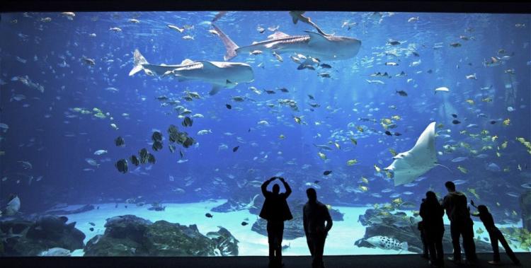 Georgia Aquarium, Атланта, США