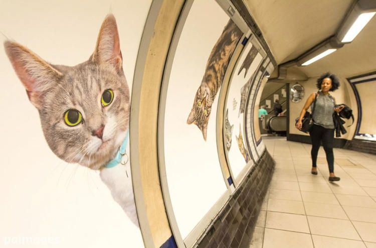 Мур-Мяу! Коты украсили лондонское метро