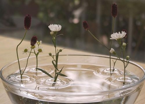 Круги на воде: невидимые плавающие вазы из Японии