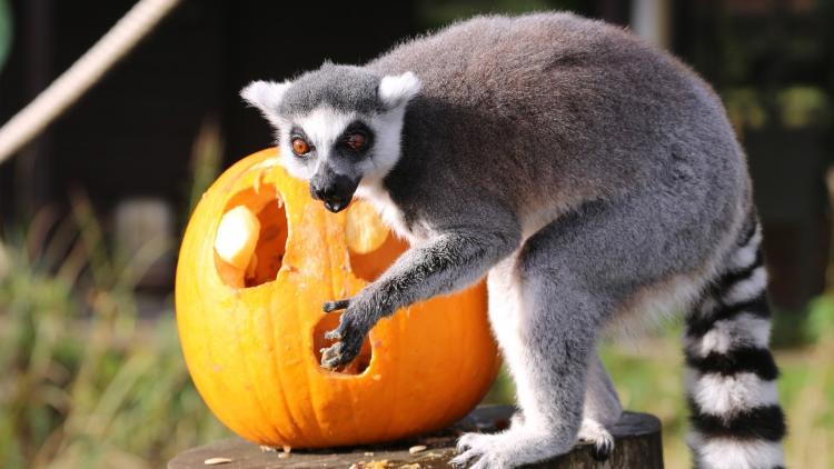 16 животных, которые тоже празднуют Хэллоуин