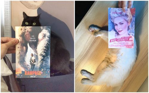 Котопостеры: малазиец совмещает голливудские постеры с реальными котами
