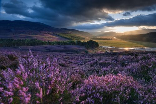 Сиреневые грезы: как выглядит Шотландия в период цветения вереска

