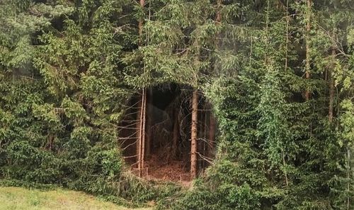 История о том, как "отверстие" в эстонском лесу стало мировой сенсацией


