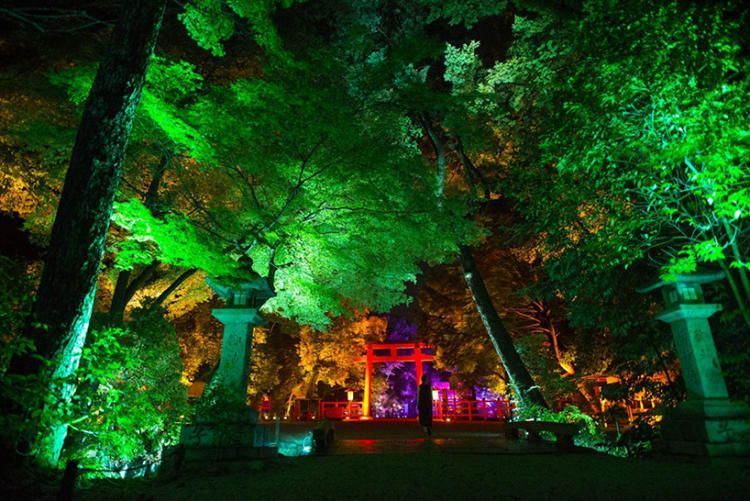 «Светящийся» лес в Киото