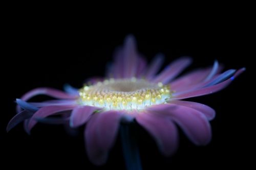 Цветы под ультрафиолетом: фотопроект Крэйга Барроуса 


