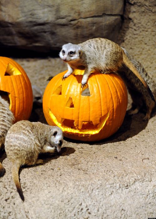 16 животных, которые тоже празднуют Хэллоуин
