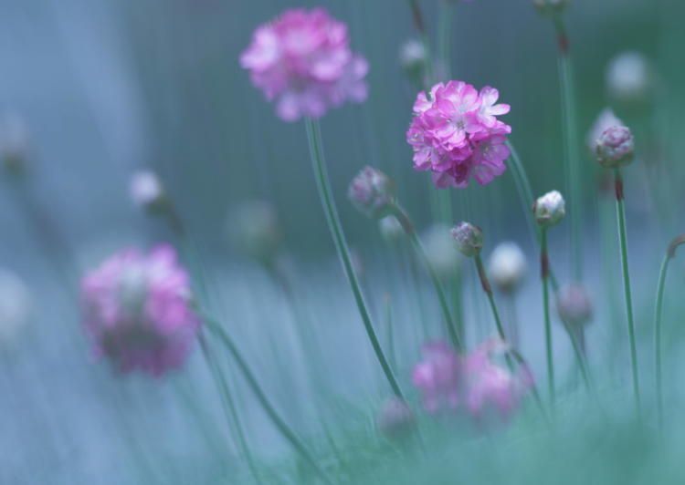 Красота в деталях: фантастические макроснимки от японского фотографа
