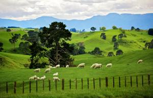 7 причин, почему стоит поехать в Новую Зеландию