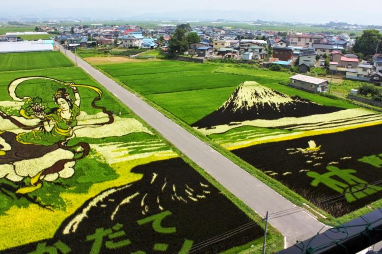 Рисунки рисом: в Японии выращивают картины на рисовых полях