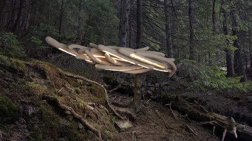 Вдохновленный лесом: светильник Khmyz от дизайнера Юлии Яланжи  