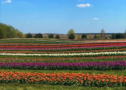 У «Добропарк» під Києвом зацвіло 8 кілометрів тюльпанів 
