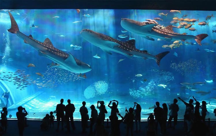 Okinawa Churaumi Aquarium, Мотобу, Япония