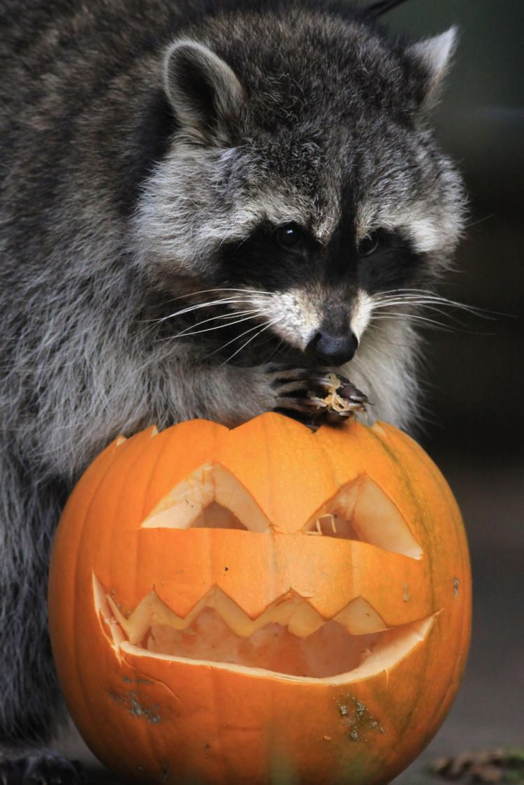16 животных, которые тоже празднуют Хэллоуин