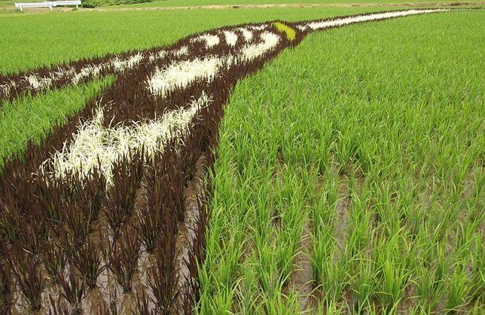 Рисунки рисом: в Японии выращивают картины на рисовых полях