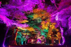 «Светящийся» лес в Киото