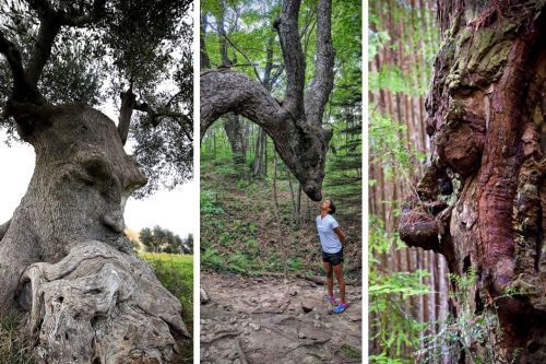 20 очень странных деревьев, которые, возможно, и не деревья вовсе