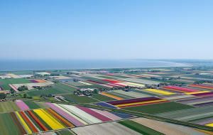 Фотограф показал, как выглядят голландские тюльпаны с высоты птичьего полета