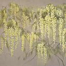 Обои Mimose