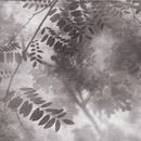 Шпалери Leaf shadows - фото 2